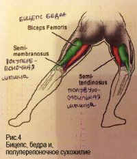 «Развитие физических способностей тела в танцевальном спорте» Автор: Кривошеева С.В.